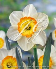 botanic stock photo Narcissus Flower Record