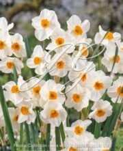 botanic stock photo Narcissus Geranium
