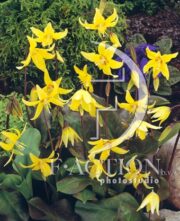 botanic stock photo Erythronium