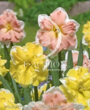 botanic stock photo Narcissus