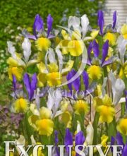 botanic stock photo Iris